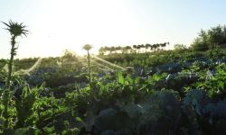 الزراعة: توجه لتوسيع المساحات المزروعة بعد موجة الأمطار